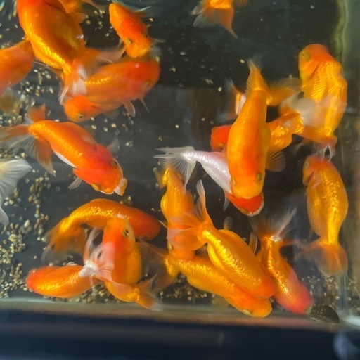 宇野系らんちゅう