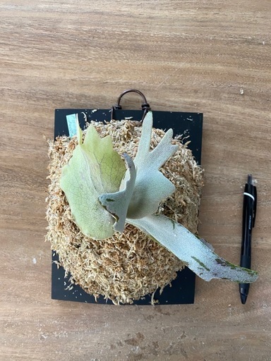 【観葉植物】ビカクシダ P. willinckii cv. Amornrat ❷番