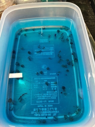 シャノラムイボイモリ有精卵10個