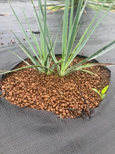 希少　地植え　2頭　ユッカ ロストラータ　　多頭　観葉植物　 ドライガーデン　ロックガーデン　