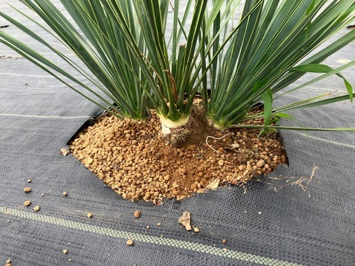 希少　5頭　ユッカ ロストラータ　観葉植物 多頭　5頭　 ドライガーデン ココスヤシ　ロックガーデン　リギダ