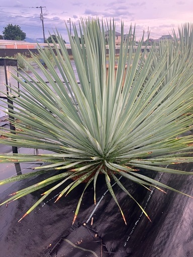 ユッカ ロストラータ 少し　斑入り 観葉植物　リギダ　　ドライガーデン　リギダ　青白い