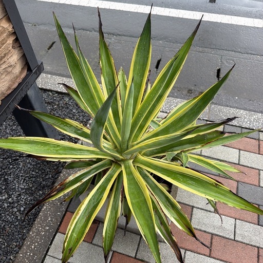 アガベ