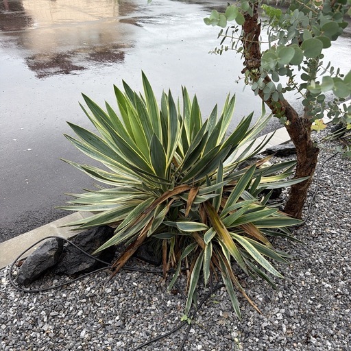 バリエガーター