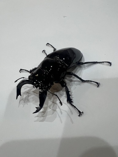 タランドゥスオオツヤクワガタ　成虫ペア　CBF2