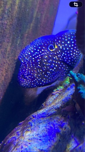 値下げしました　シモフリタナバタウオ　海水魚　ハタ