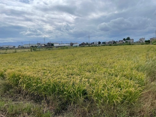 令和7年度産玄米30キロ　あきさかり