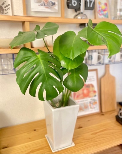鉢付き観葉植物　モンステラ