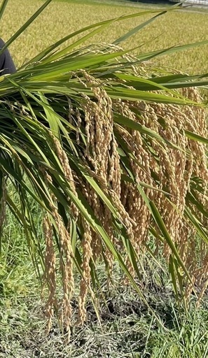 【期間限定割引7月6日〜20日】三重県産　令和7年産　ミルキークイーン　30kg 玄米