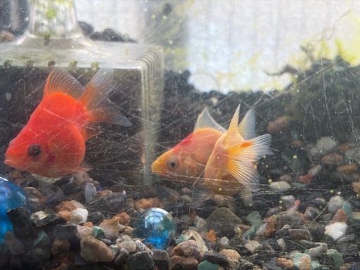 ミニ玉サバ5匹セット