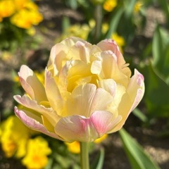 気軽に誘い会える女ともだち🙎‍♀️