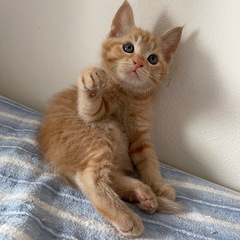 5月初旬生まれの子猫さん　茶トラのみ。