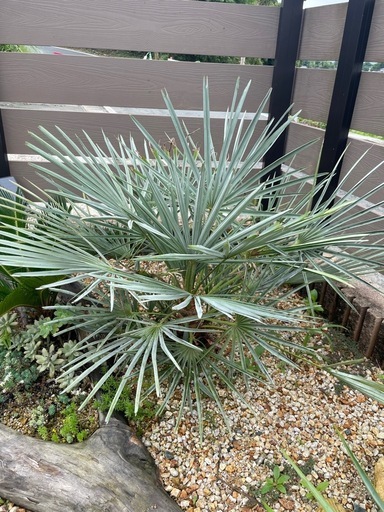 チャメロプスフミリス  セリフェラ 整った樹形 特銀 綺麗な葉色 アガベ