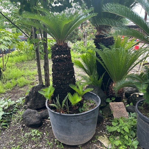 可愛いソテツ②運搬、植栽費込み
