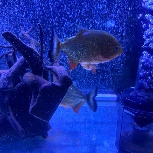 ピラニアナッテリー　生体　3匹