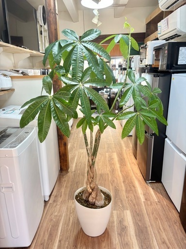観葉植物 パキラ 鉢付き