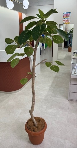【美品】フィカス・ベンガレンシス 約175cm｜大型観葉植物｜店舗・オフィス・ご自宅に