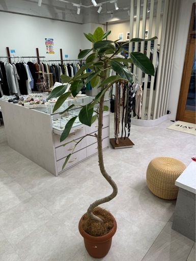 【美品】フィカス・ベンガレンシス 約175cm｜大型観葉植物｜店舗・オフィス・ご自宅に