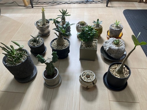 塊根植物・サボテンなど13鉢まとめて（鉢付き）