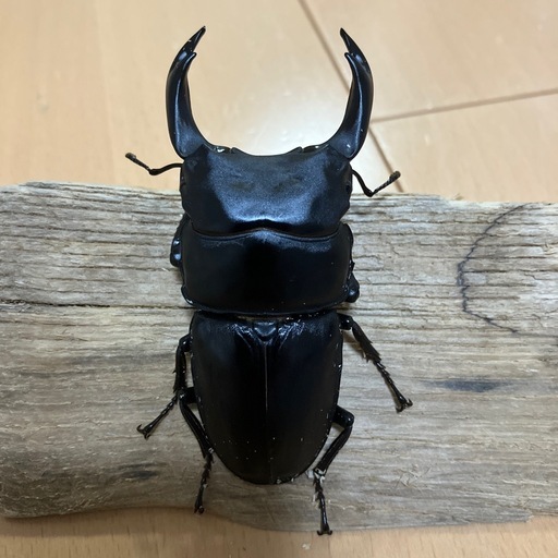 能勢YG オオクワガタ売ります。 