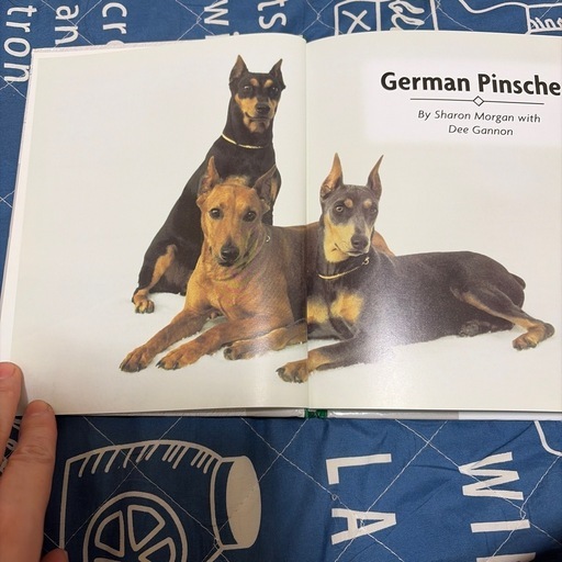 german pinsher