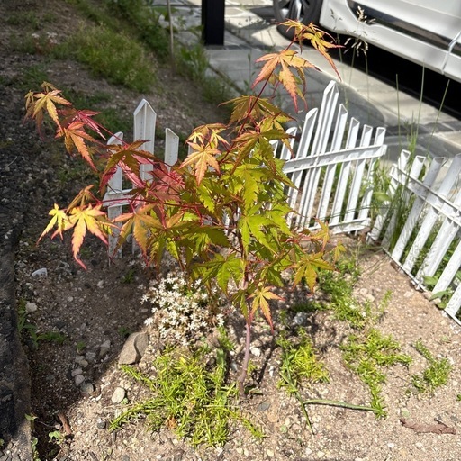 もみじ苗木 庭木 シンボルツリーにおすすめ (KOKOROちゃん) 札幌の家庭