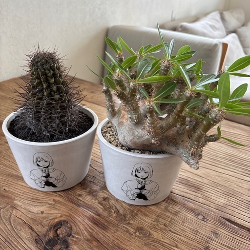 パキポディム・イノピナツムとサボテンのセット