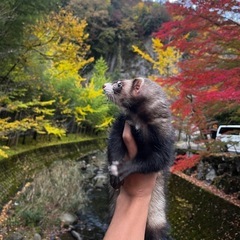 フェレット飼っている方で友達募集してます！🦦