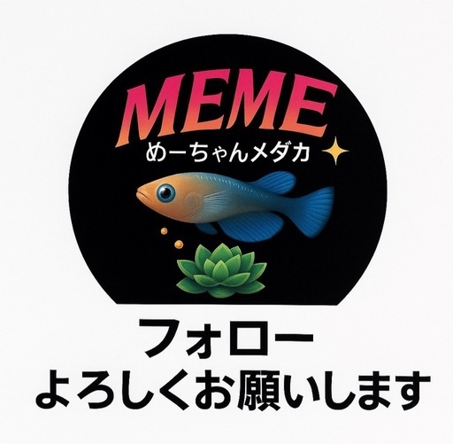 高額品種❗️【メダカ・めだか】墨影　1ペア 