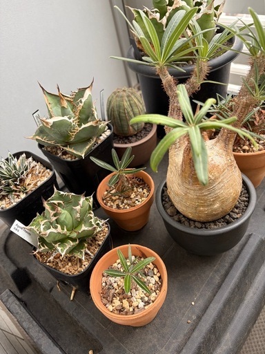 アガベ・塊根植物セット