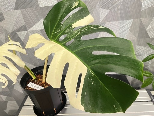 ⭐️お譲り先決定❗️
【観葉植物】✨大株大葉✨なモンステラホワイトタイガートップカット?