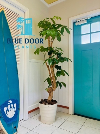 楽天市場】観葉植物 大型 シェフレラ 青 ホンコンカポック 10号 法人様 2※3/22(日)10→12号に鉢変え！【シェフレラ 約180cm】大型観葉植物｜シンボルツリー｜BLUE DOOR PLANTS