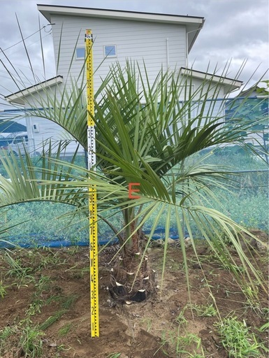 地植えココスヤシ