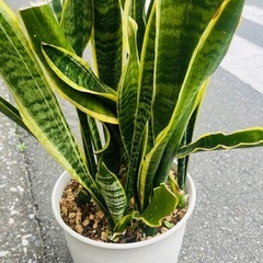 観葉植物　サンスベリアの画像