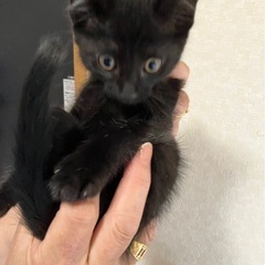 黒猫女の子　里親さん募集中！