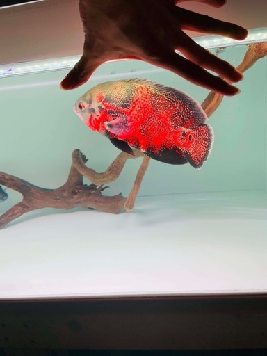 熱帯魚レッドオスカー
 