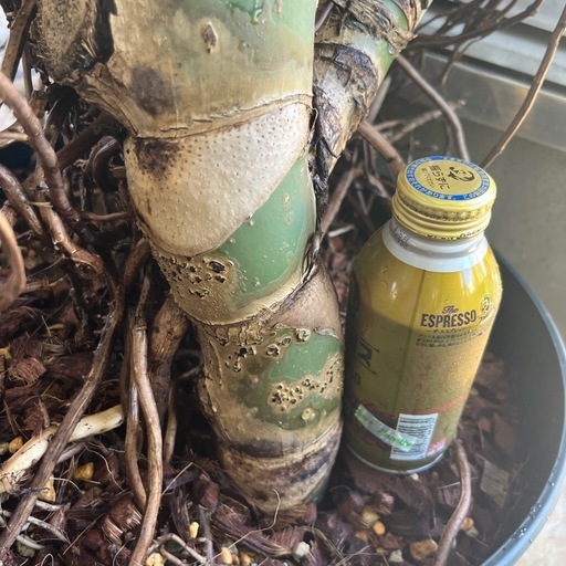 [観葉植物]実付き、多頭　
モンステラNo.2