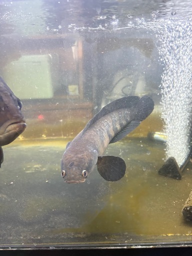 ロイヤルトーマンとダトニオ
