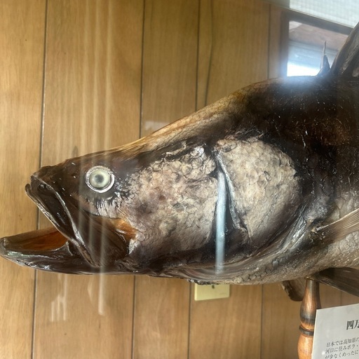 四万十川の怪魚 アカメ 剥製-【067】設置まで対応 新生活応援 学生