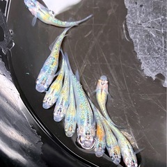 No.❷💐yurisisメダカほぼ成魚＊《 ⒎匹  》の画像