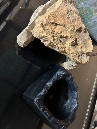 爬虫類用、水槽
