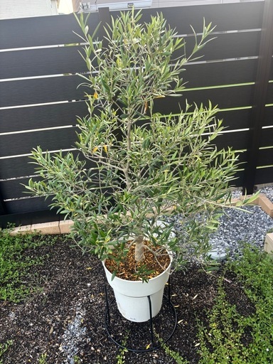 オリーブ シプレッシーノ シンボルツリー 植物 植木 庭木 ガーデニング