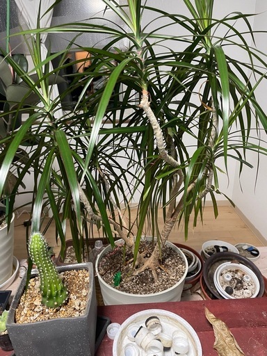 観葉植物