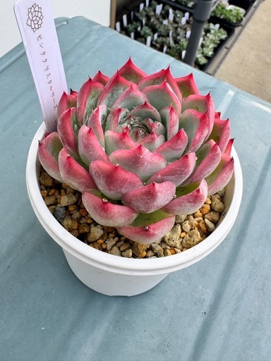 多肉植物 エケベリア ピンククリスタルローズA-30鉢 (完全手渡し「ポン