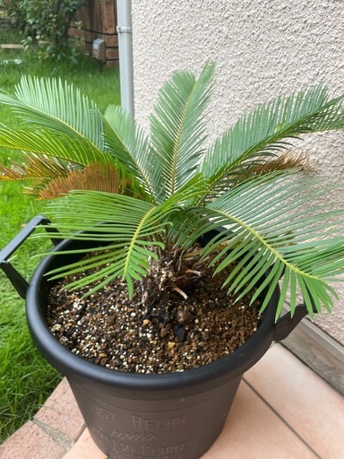 ソテツ　観葉植物　園芸