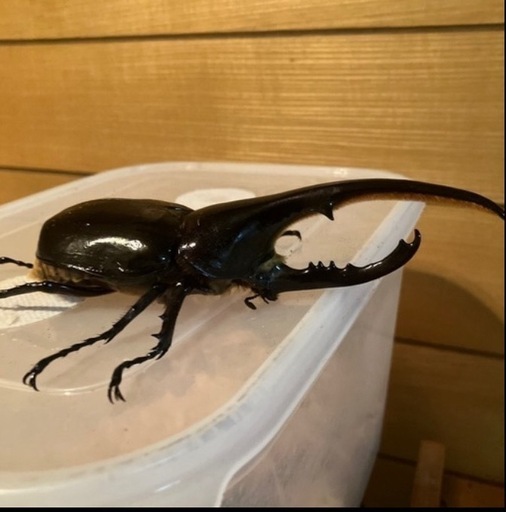 ヘラクレスオオカブト