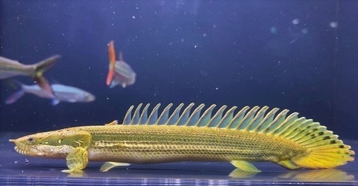ポリプテルス・ビキール (熱帯魚引退) 汐見橋のその他の中古あげます 