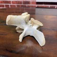 ツキノワグマの骨