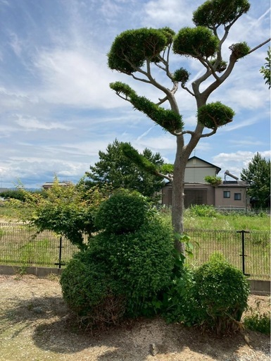 庭木、石
