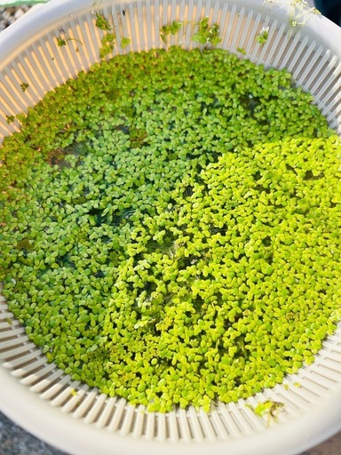 ウキクサ浮草無料で差し上げます (まあ) 四街道のその他の中古あげます 